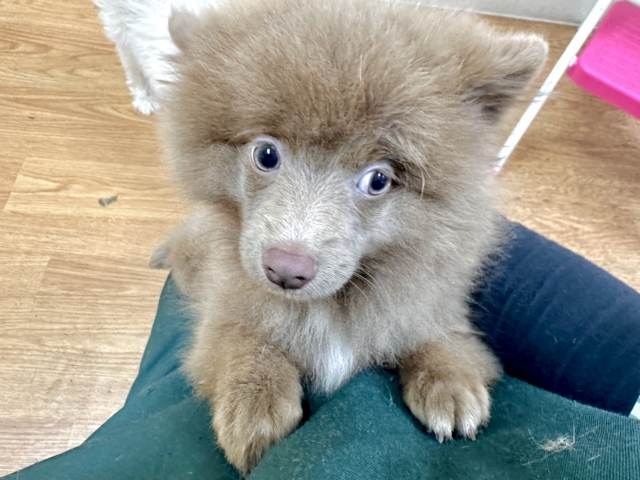 ポメラニアン