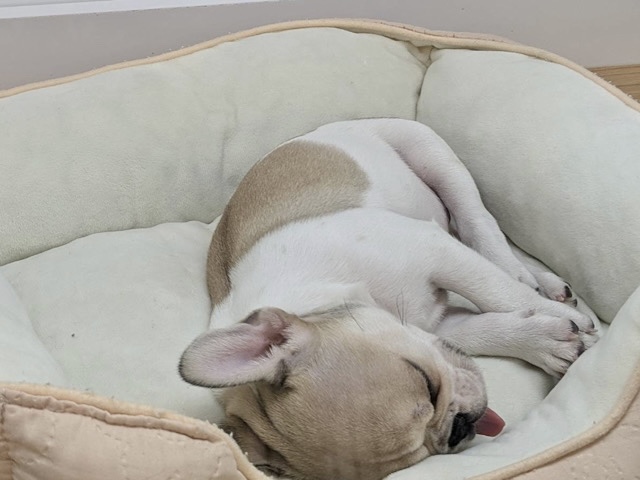 可愛さにノックアウト👊🏻フレンチブルドッグちゃん! フレンチブルドッグ