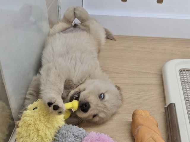 タレ目でドッタバタ〜♡ゴールデンレトリバーちゃん! ゴールデンレトリバー