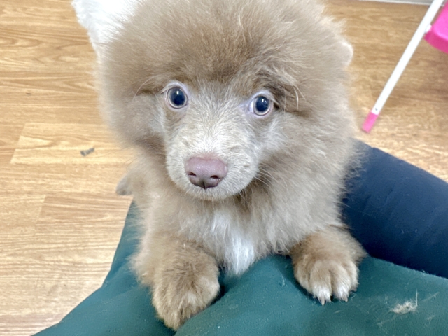 ポメラニアン