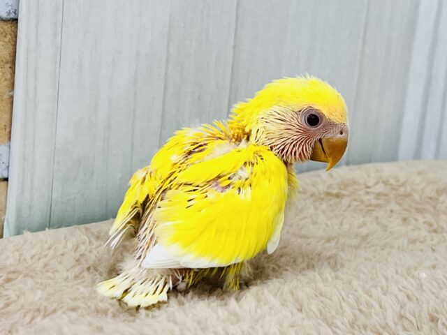 ピカピカ✨まぶしいほど黄色‼︎💛小桜インコのルチノー入舎です! コザクラインコ(小桜インコ)