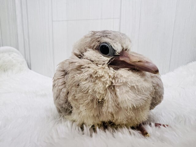 ジュズカケバト