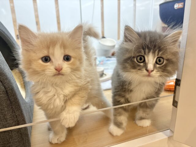 タレ目界のプリンス♡サイベリアンくん! サイベリアン