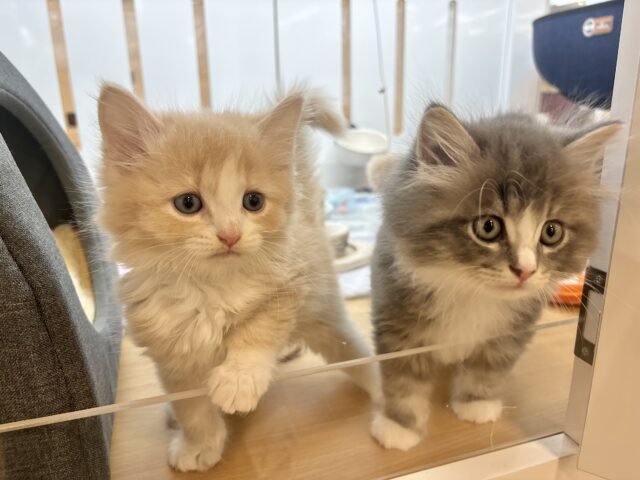 タレ目界のプリンス♡サイベリアンくん! サイベリアン