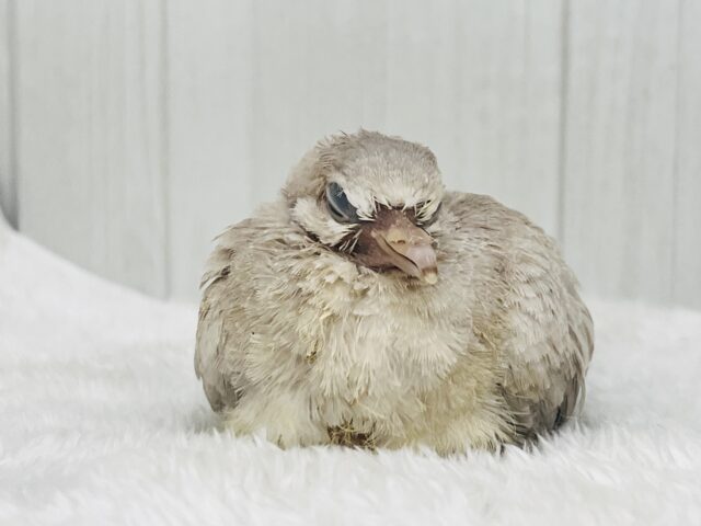 ジュズカケバト