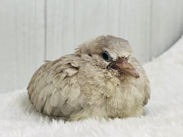 ハト吸いしてみますか?ちびっ子ジュズカケバト♡ ジュズカケバト