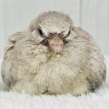 ハト吸いしてみますか？ちびっ子ジュズカケバト♡