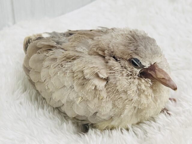 ハト吸いしてみますか?ちびっ子ジュズカケバト♡ ジュズカケバト