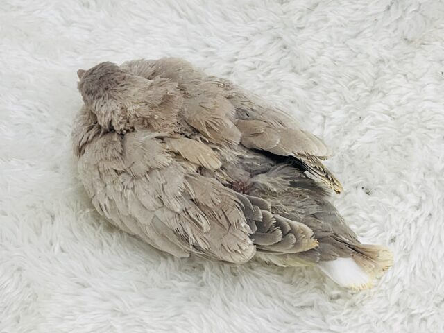 ハト吸いしてみますか?ちびっ子ジュズカケバト♡ ジュズカケバト