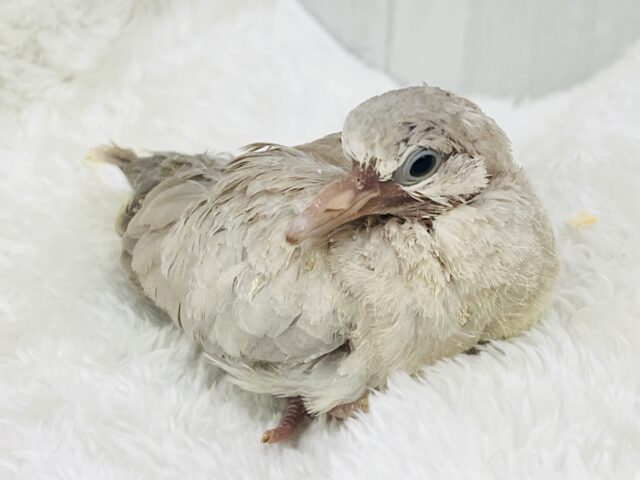 ハト吸いしてみますか?ちびっ子ジュズカケバト♡ ジュズカケバト