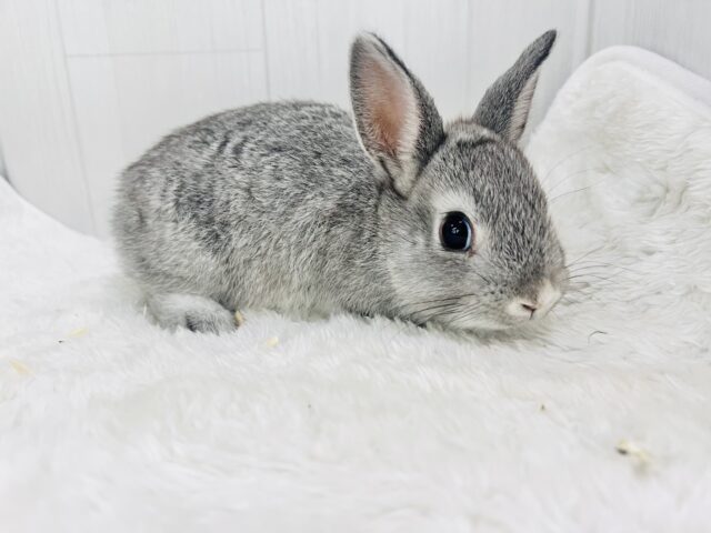 ミニウサギ