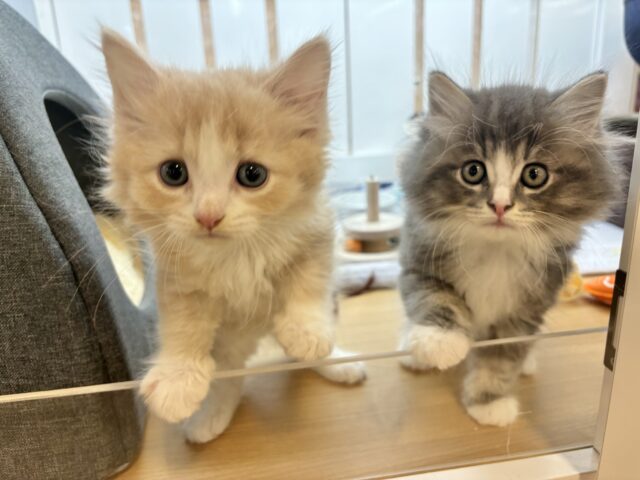 タレ目界のプリンス♡サイベリアンくん! サイベリアン