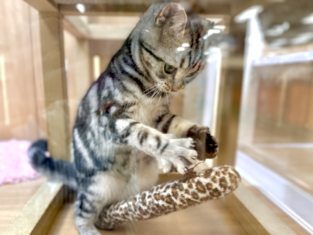 ツンデレ︎💓👉🏻👈🏻💓アメリカンショートヘア女の子 アメリカンショートヘア