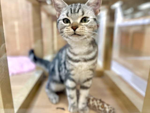 ツンデレ︎💓👉🏻👈🏻💓アメリカンショートヘア女の子 アメリカンショートヘア