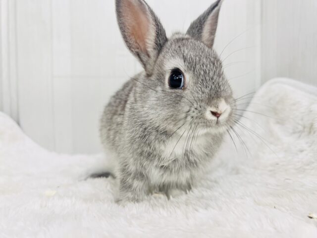 真珠が似合いそうな美形ちゃん🩶ミニウサギのチンチラカラー✨ ミニウサギ
