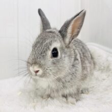 真珠が似合いそうな美形ちゃん🩶ミニウサギのチンチラカラー✨