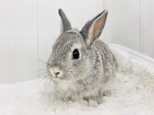 真珠が似合いそうな美形ちゃん🩶ミニウサギのチンチラカラー✨