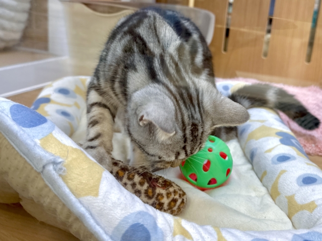 ツンデレ︎💓👉🏻👈🏻💓アメリカンショートヘア女の子 アメリカンショートヘア