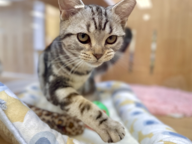 ツンデレ︎💓👉🏻👈🏻💓アメリカンショートヘア女の子 アメリカンショートヘア