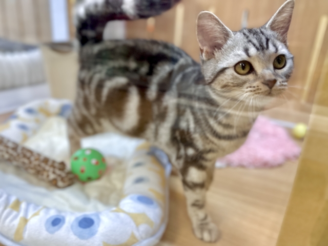 ツンデレ︎💓👉🏻👈🏻💓アメリカンショートヘア女の子 アメリカンショートヘア