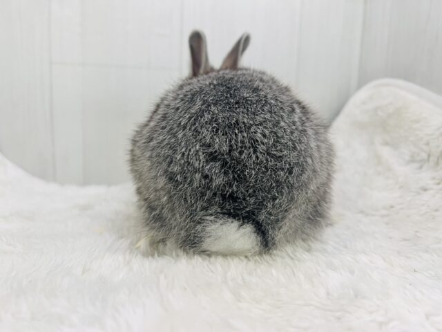 真珠が似合いそうな美形ちゃん🩶ミニウサギのチンチラカラー✨ ミニウサギ