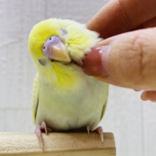 最新画像有ります❗️よ〜く見ると薄っすらグリーンが💚セキセイインコのクリームスパングル✨