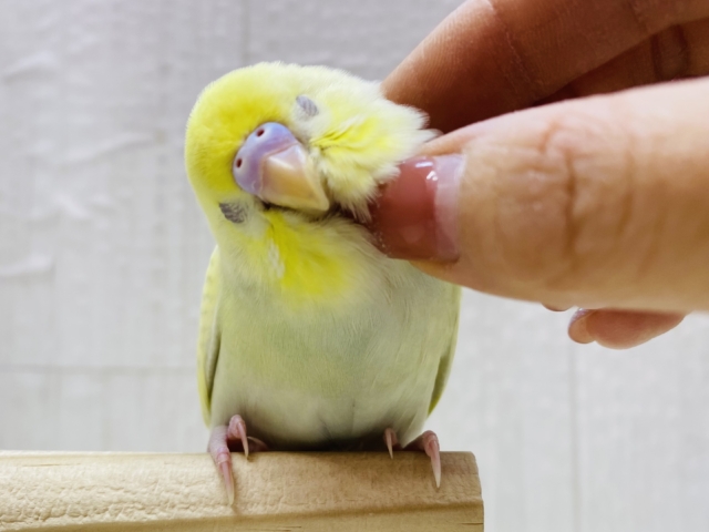 最新画像有ります❗️よ〜く見ると薄っすらグリーンが💚セキセイインコのクリームスパングル✨
