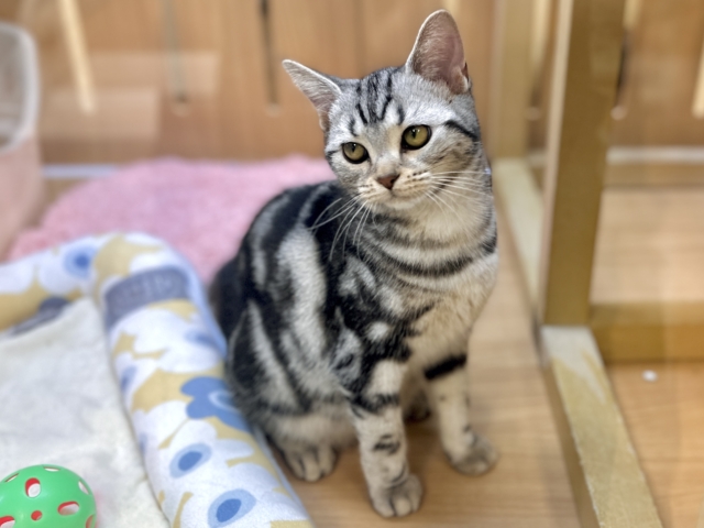 ツンデレ︎💓👉🏻👈🏻💓アメリカンショートヘア女の子 アメリカンショートヘア