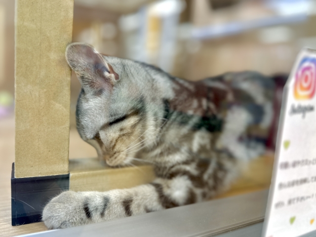 ツンデレ︎💓👉🏻👈🏻💓アメリカンショートヘア女の子 アメリカンショートヘア