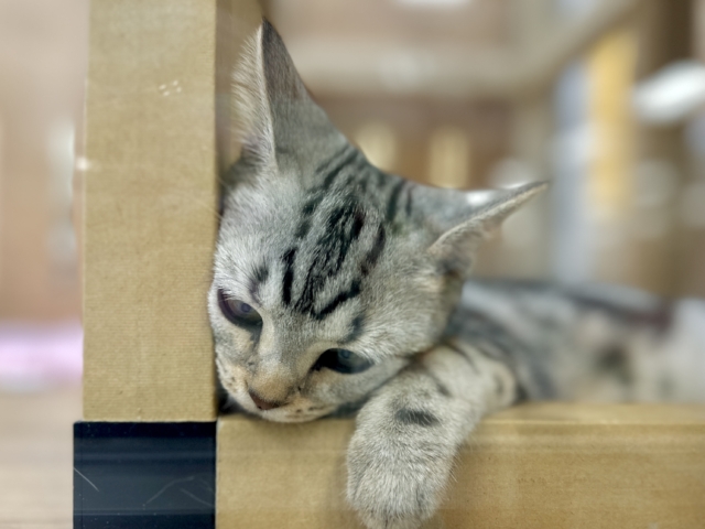 ツンデレ︎💓👉🏻👈🏻💓アメリカンショートヘア女の子 アメリカンショートヘア