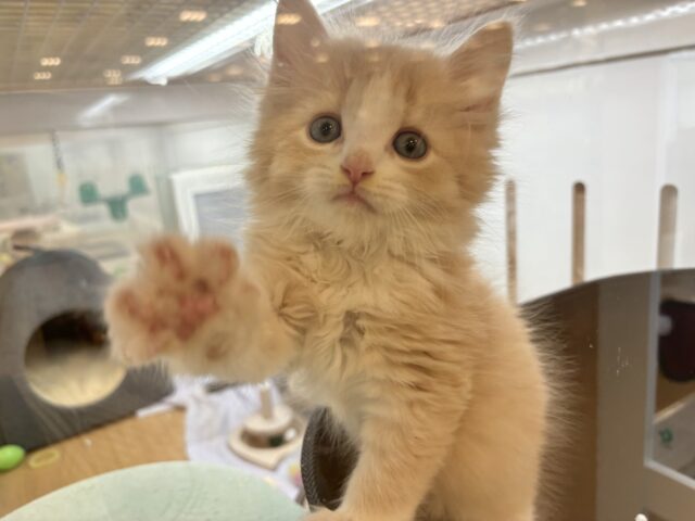 タレ目界のプリンス♡サイベリアンくん! サイベリアン