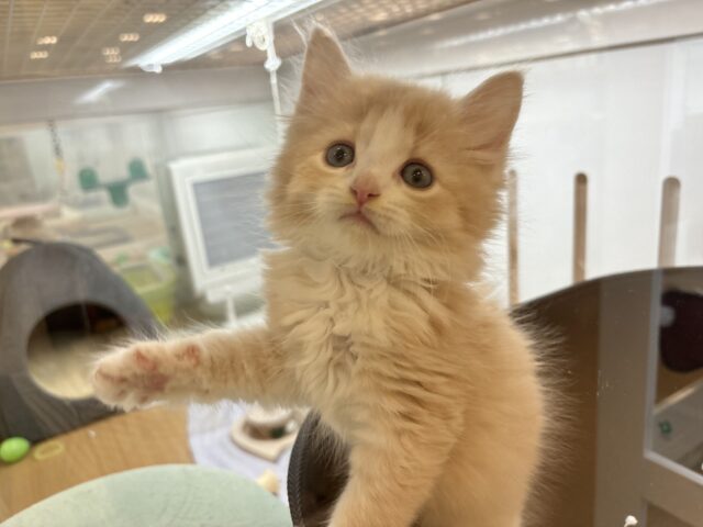 タレ目界のプリンス♡サイベリアンくん! サイベリアン