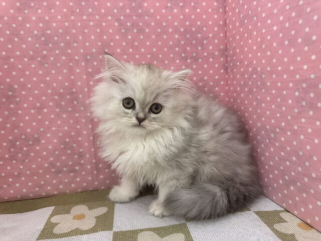 ふわふわ天使降臨💗甘えるのが大好きなミヌエットの女のコきました〜🌟 ミヌエット