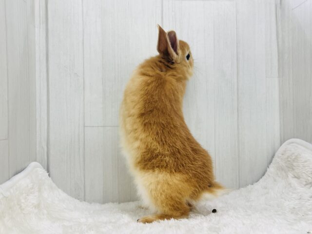 白ぽっち〜🤍オレンジカラーのミニウサギ入舎しました✨ ミニウサギ