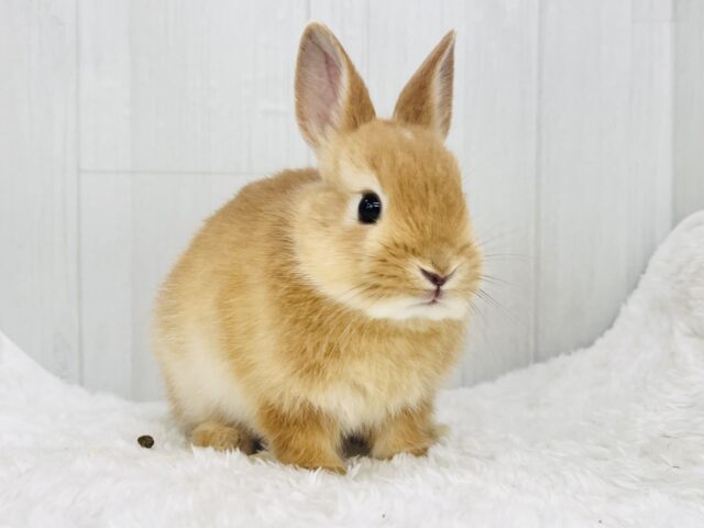 白ぽっち〜🤍オレンジカラーのミニウサギ入舎しました✨ ミニウサギ