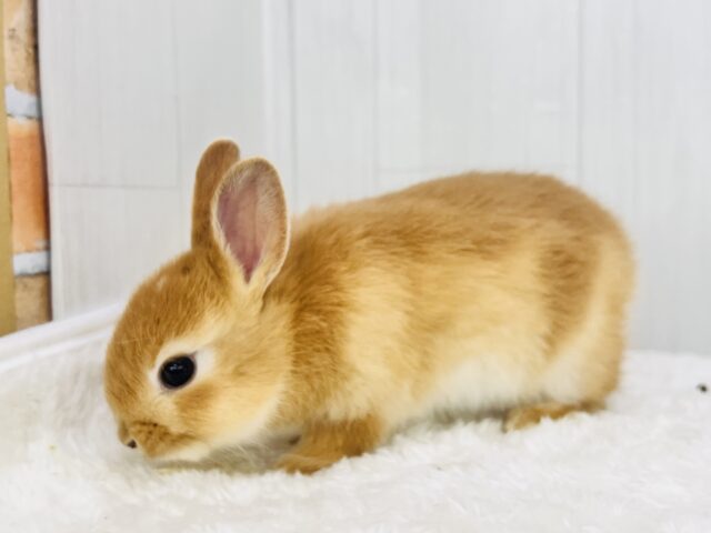 白ぽっち〜🤍オレンジカラーのミニウサギ入舎しました✨ ミニウサギ