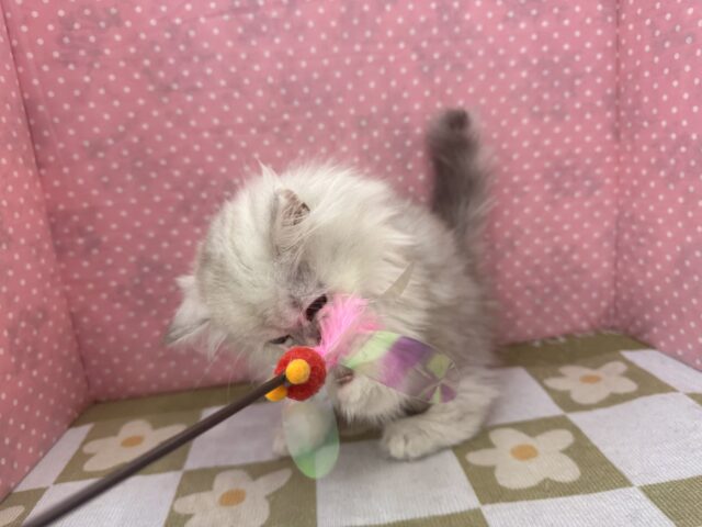 ふわふわ天使降臨💗甘えるのが大好きなミヌエットの女のコきました〜🌟 ミヌエット