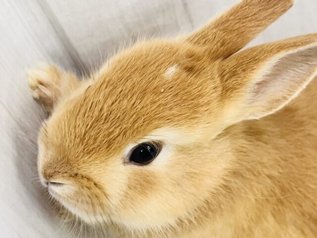 白ぽっち〜🤍オレンジカラーのミニウサギ入舎しました✨