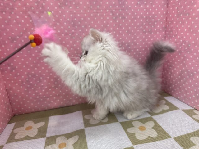 ふわふわ天使降臨💗甘えるのが大好きなミヌエットの女のコきました〜🌟 ミヌエット