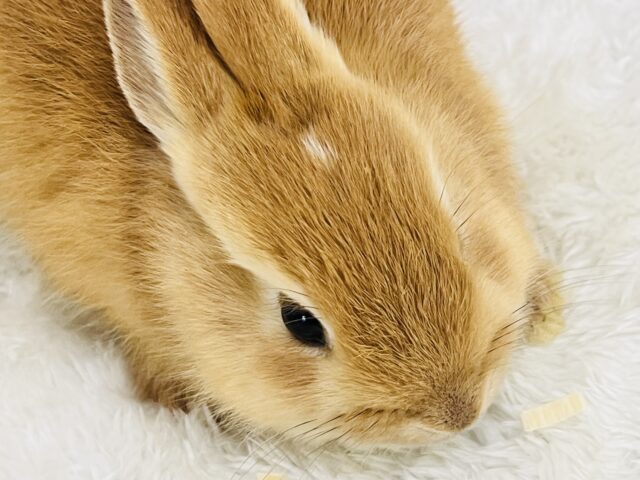 ミニウサギ