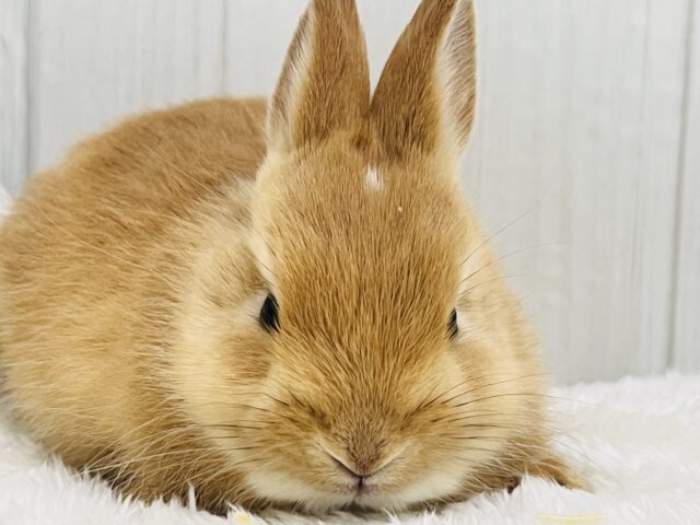 白ぽっち〜🤍オレンジカラーのミニウサギ入舎しました✨ ミニウサギ