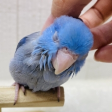 最新画像有ります‼️深い海の様な濃いめブルー💙マメルリハヒナさんいますよ〜