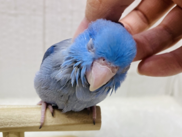 最新画像有ります‼️深い海の様な濃いめブルー💙マメルリハヒナさんいますよ〜