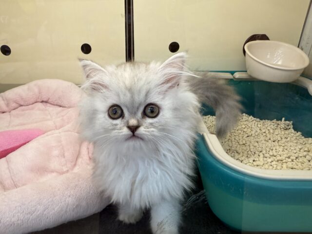 ふわふわ天使降臨💗甘えるのが大好きなミヌエットの女のコきました〜🌟 ミヌエット