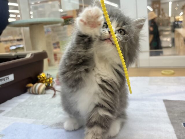 アイラブなでな〜で♥サイベリアンくん! サイベリアン