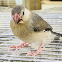 最新動画更新♡もみもみは強め希望です🌟慣れすぎな桜文鳥♡