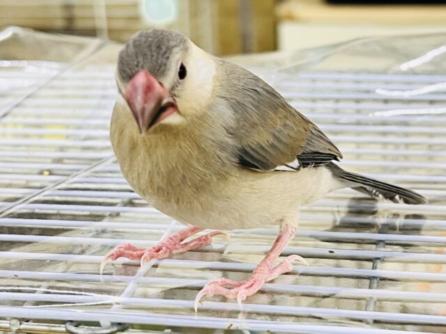最新動画更新♡もみもみは強め希望です🌟慣れすぎな桜文鳥♡