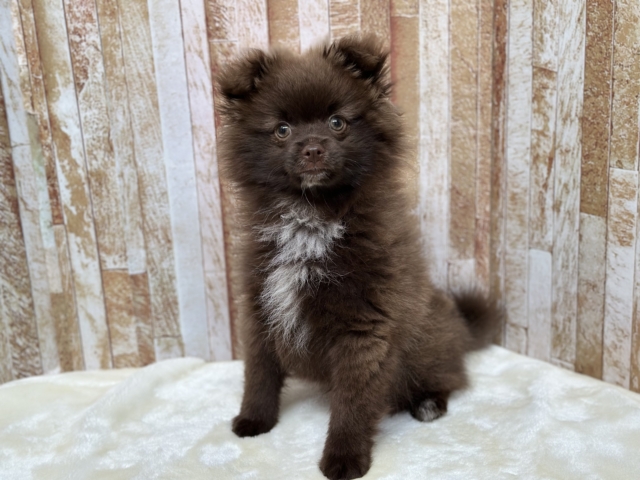 ポメラニアン