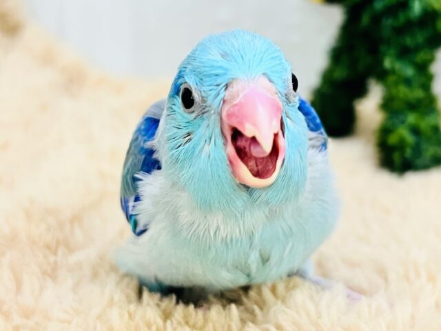 雪が降ってきた？❄️マメルリハのブルーパイドくん！