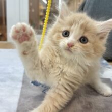 タレ目界のプリンス♡サイベリアンくん！